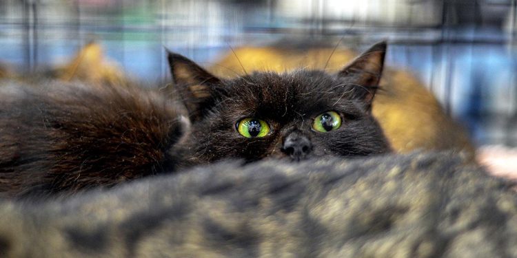 İspanya'da Cadılar Bayramı öncesi siyah kedi sahiplenme yasağı