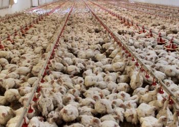 Japonya'da bir tavuk çiftliğinde yılın ilk kuş gribi vakası tespit edildi