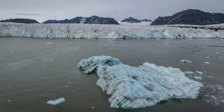 Antarktikada balıkların yaptığı geometrik desenler keşfedildi