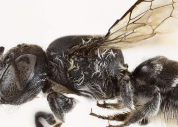 Avustralyada şeytan boynuzlu yeni arı türü keşfedildi: Lucifer