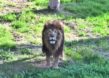 Yaban hayatı parkı maddi yetersizlik nedeniyle aslanları öldürdü