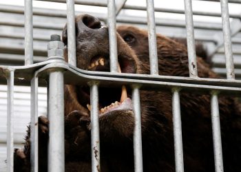 Japonya'da ayı tehlikesi: Ülkenin kuzeyine asker gönderilecek