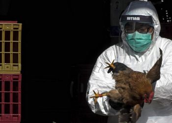 ABDde H5N5 kuş gribi nedeniyle ilk insan ölümü