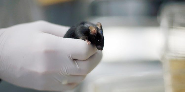 Yeni ilaç karışımı erkek farelerin ömrünü yüzde 73 uzattı