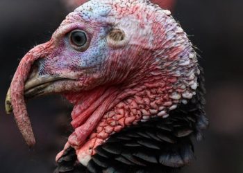 ABD'de Şükran Günü hırsızlığı: Yüzlerce hindi çalındı