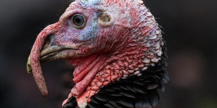 ABD'de Şükran Günü hırsızlığı: Yüzlerce hindi çalındı