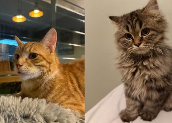 Kediler sandığımızdan çok daha sonra yoldaşımız oldu