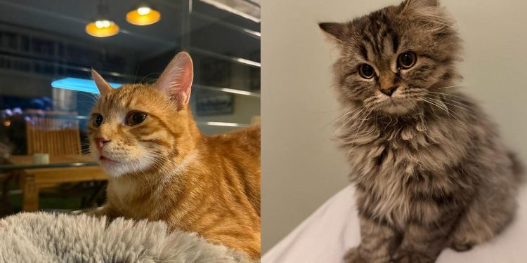 Kediler sandığımızdan çok daha sonra yoldaşımız oldu