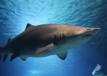 Avustralyada köpek balığı saldırısı: Genç kadın hayatını kaybetti