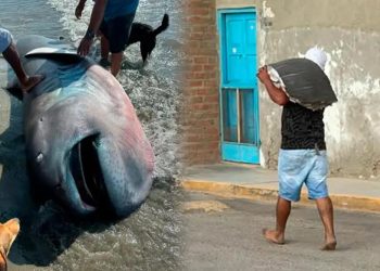 Nadir köpek balığı türü sahile vurdu, üç dakikada fileto oldu