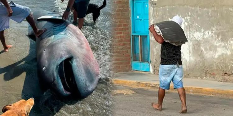 Nadir köpek balığı türü sahile vurdu, üç dakikada fileto oldu