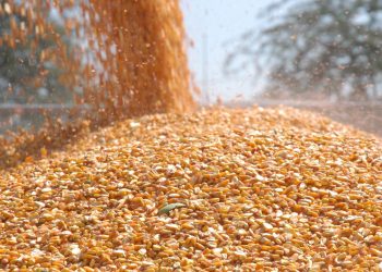 Malavi ihracatını yasakladı