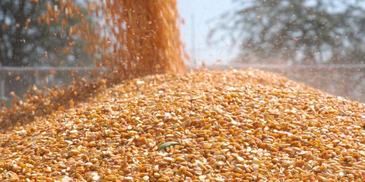 Malavi ihracatını yasakladı