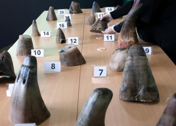 Singapur'da toplam değeri 800 bin dolardan fazla gergedan boynuzu ele geçirildi