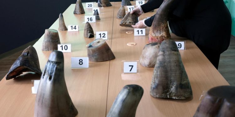 Singapur'da toplam değeri 800 bin dolardan fazla gergedan boynuzu ele geçirildi