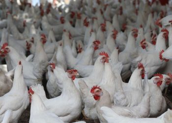 İspanya'da kuş gribi alarmı: 2 milyondan fazla kümes hayvanı itlaf edildi