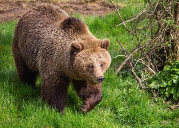 Japonya'da hükümet, ayı saldırılarına karşı ek bütçe teklifi sunmayı planlıyor