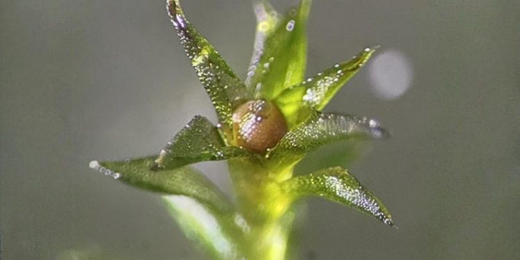 Yosun tohumları 9 ay boyunca uzay boşluğuna dayandı