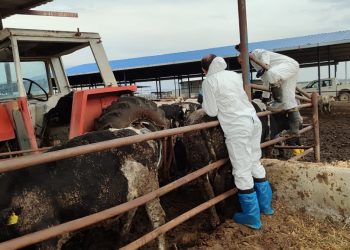 Şap hastalığıyla mücadele: 6 günde 35 bin 702 hayvan aşılandı