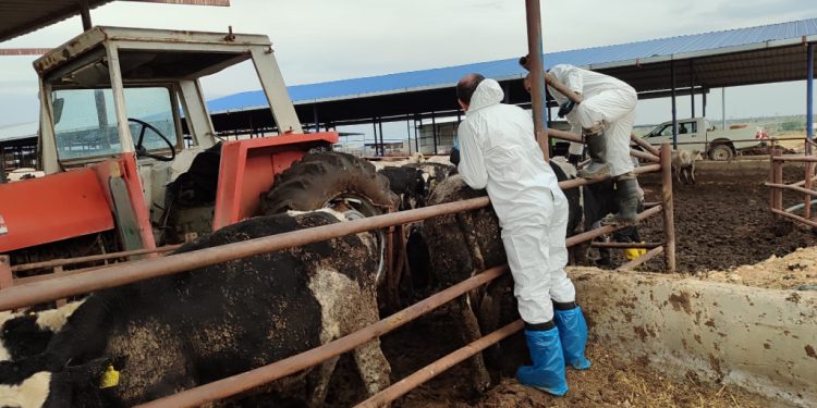 Şap hastalığıyla mücadele: 6 günde 35 bin 702 hayvan aşılandı