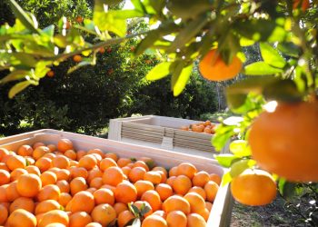 Narenciye üreticileri Güzelyurt’ta “süresiz eylem ateşi” yakıyor