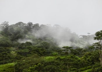 Milyonlarca yıldır görülmemişti: Amazon ormanlarında iklim değişiyor