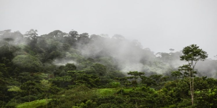 Milyonlarca yıldır görülmemişti: Amazon ormanlarında iklim değişiyor