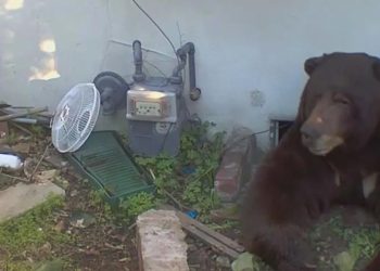 Evinin altından 200 kiloluk ayı çıktı