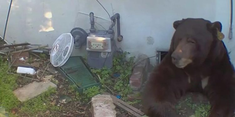 Evinin altından 200 kiloluk ayı çıktı