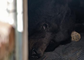 ABD'nin California eyaletinde bir ayı, bir aydan fazla süredir evin altında yaşıyor