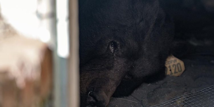 ABD'nin California eyaletinde bir ayı, bir aydan fazla süredir evin altında yaşıyor