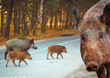 İspanya'daki Afrika domuz vebası salgınına karşı mücadeleye asker de katıldı