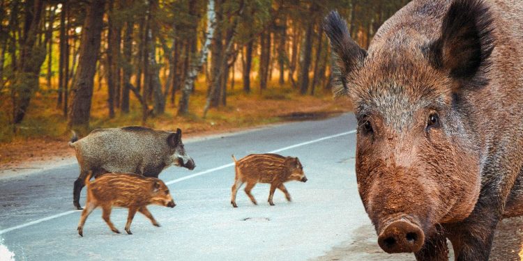 İspanya'daki Afrika domuz vebası salgınına karşı mücadeleye asker de katıldı