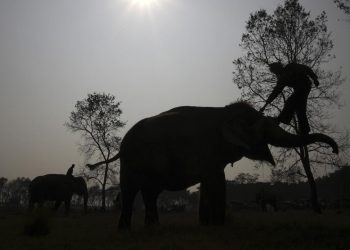 Hindistan'da filler 5 kişiyi öldürdü