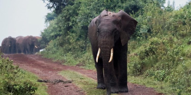 Hindistan'da fil sürüsünün saldırdığı köy sakinlerinden 4 kişi öldü