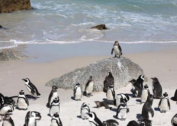 Güney Afrika açıklarında 62 bin penguen açlıktan öldü