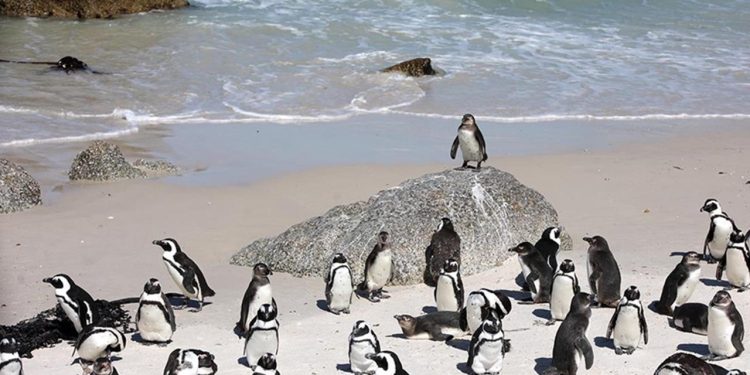 Güney Afrika açıklarında 62 bin penguen açlıktan öldü