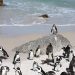 Güney Afrika açıklarında 62 bin penguen açlıktan öldü