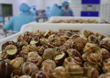 Fransada çiftlikten 90 bin euroluk salyangoz çalındı