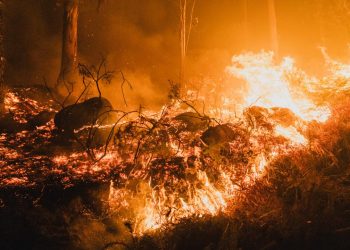 AB ormanları 2025'teki yangınlarda kayıtlardaki en büyük kaybı yaşadı