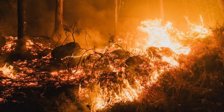 AB ormanları 2025'teki yangınlarda kayıtlardaki en büyük kaybı yaşadı