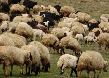 Yunanistan'da yüz binlerce koyun ve keçi itlaf edildi