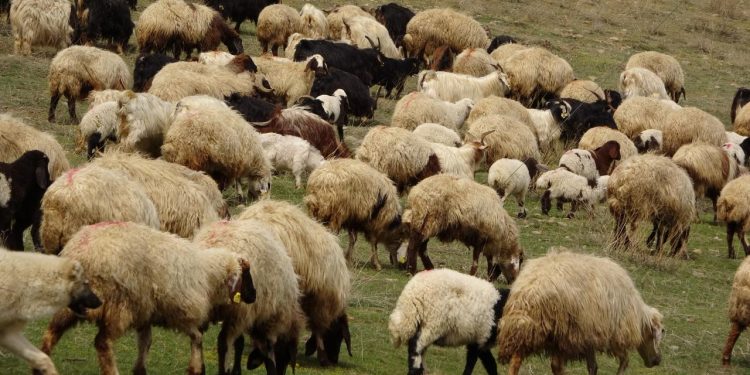 Yunanistan'da yüz binlerce koyun ve keçi itlaf edildi