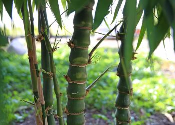 Bilim insanları inceledi: Bambu süper gıda olabilir