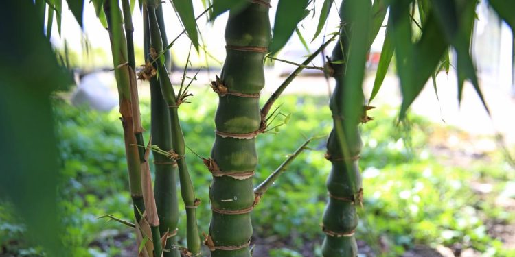 Bilim insanları inceledi: Bambu süper gıda olabilir