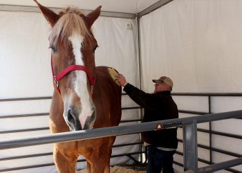 Araştırma: Atlar insanların korkusunu koklayabiliyor