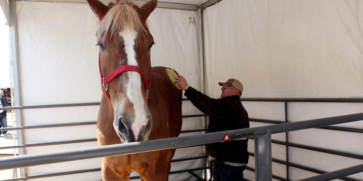 Araştırma: Atlar insanların korkusunu koklayabiliyor