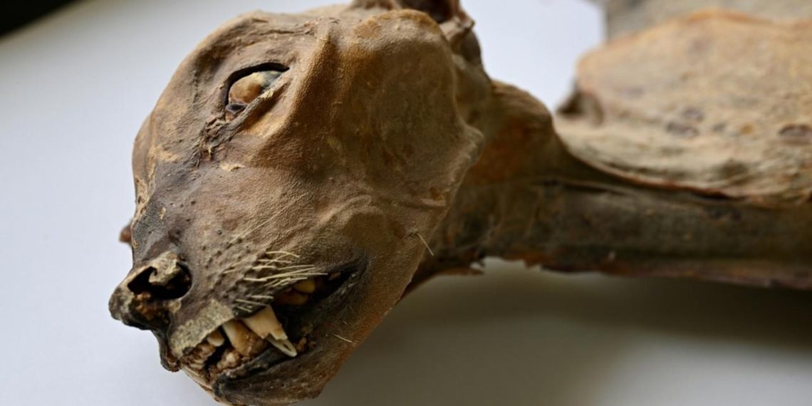 Suudi Arabistan çöllerinde mumyalanmış 7 nadir çita bulundu