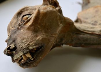 Suudi Arabistan çöllerinde mumyalanmış 7 nadir çita bulundu
