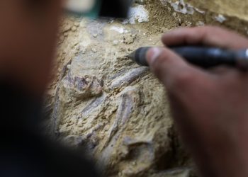 Fas'ta 773 bin yıl öncesine ait insan fosilleri bulundu